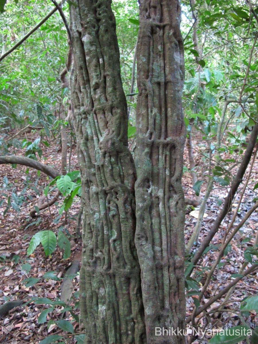 Cissus lonchiphylla Thwaites